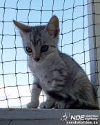 strippy4.jpg