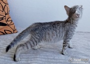 strippy6.jpg