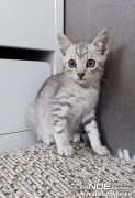 strippy7.jpg