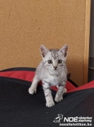 strippy8.jpg