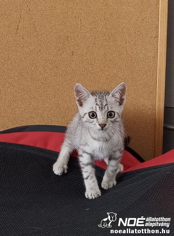strippy8.jpg