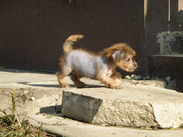 panirkolyokkent3.jpg