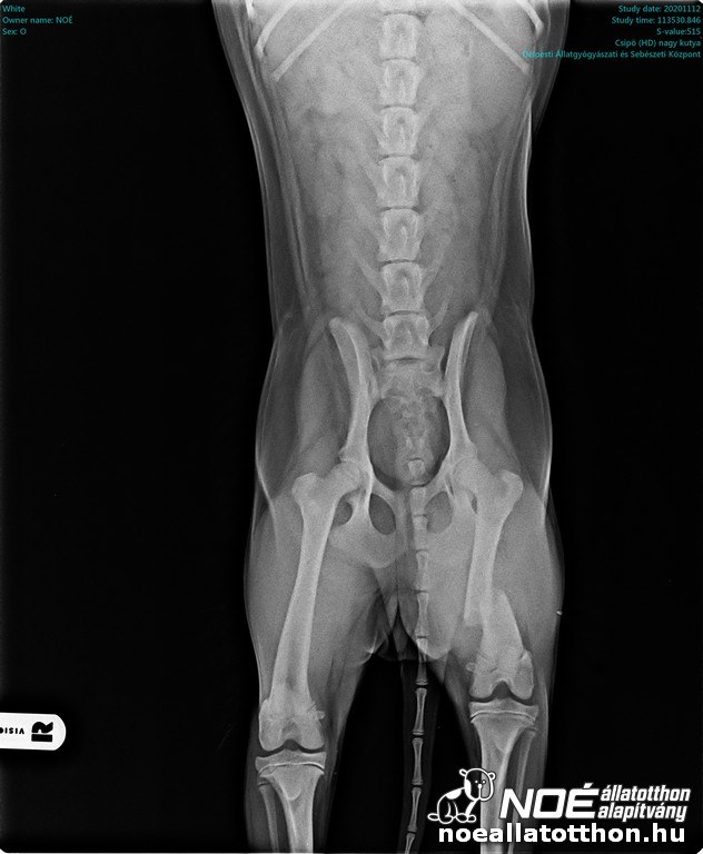 white_pelvis_20201112_0.jpg