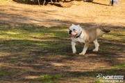 bulldog111400005.jpg