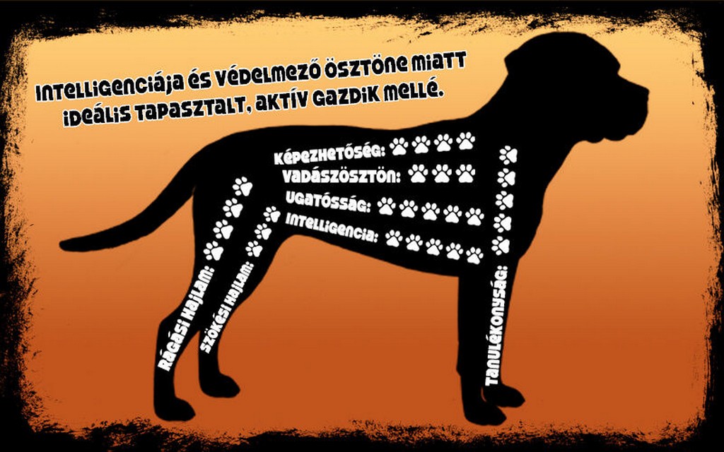 canecorsotermeszete.jpg