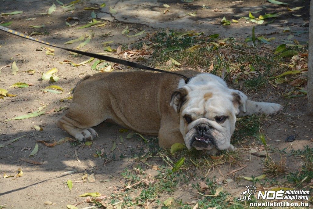 dsc_0338.jpg