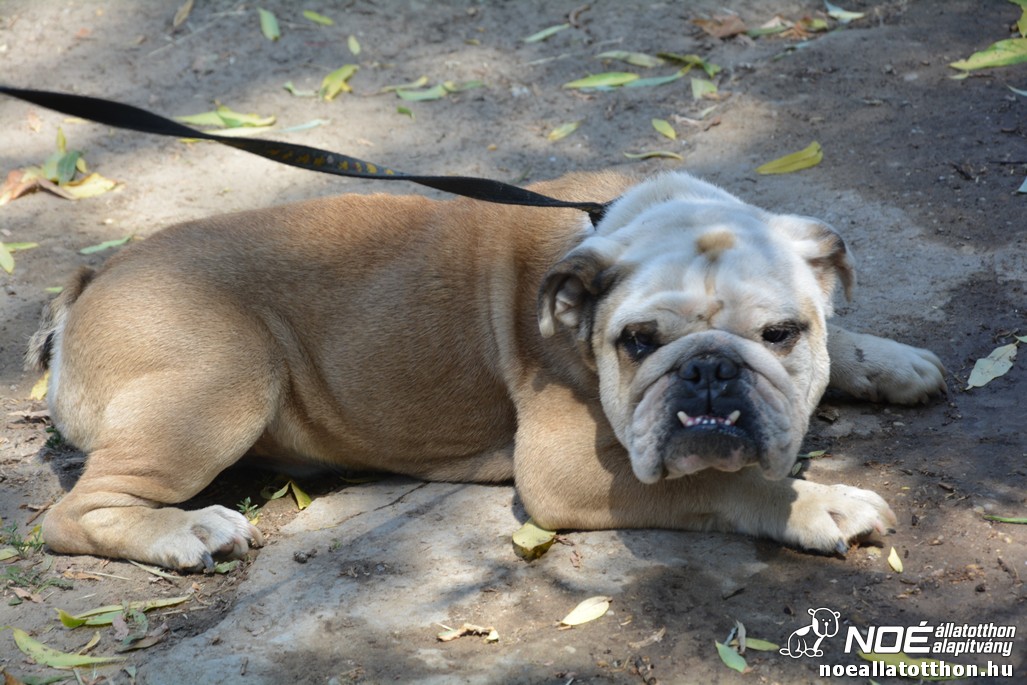 dsc_0340.jpg