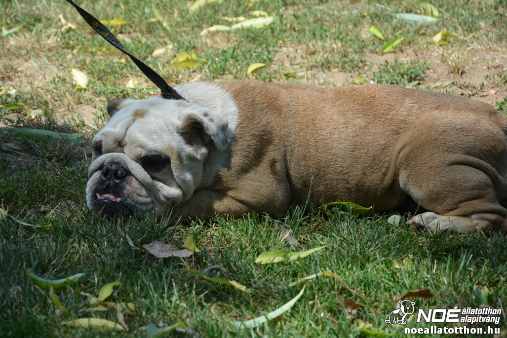dsc_0344.jpg