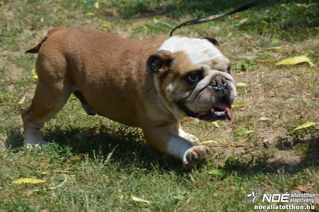 dsc_0362.jpg