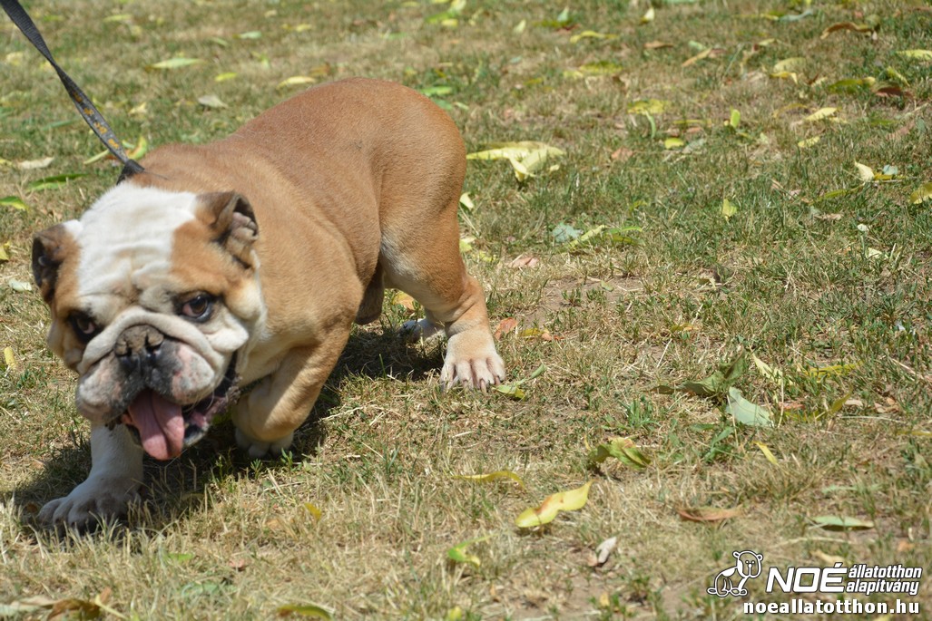 dsc_0371.jpg