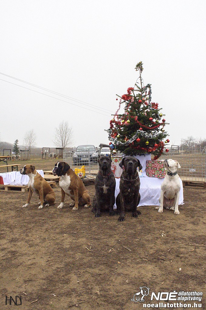allatokkarija131214_11.jpg