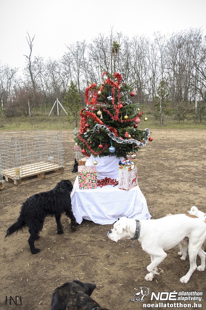 allatokkarija131214_16.jpg