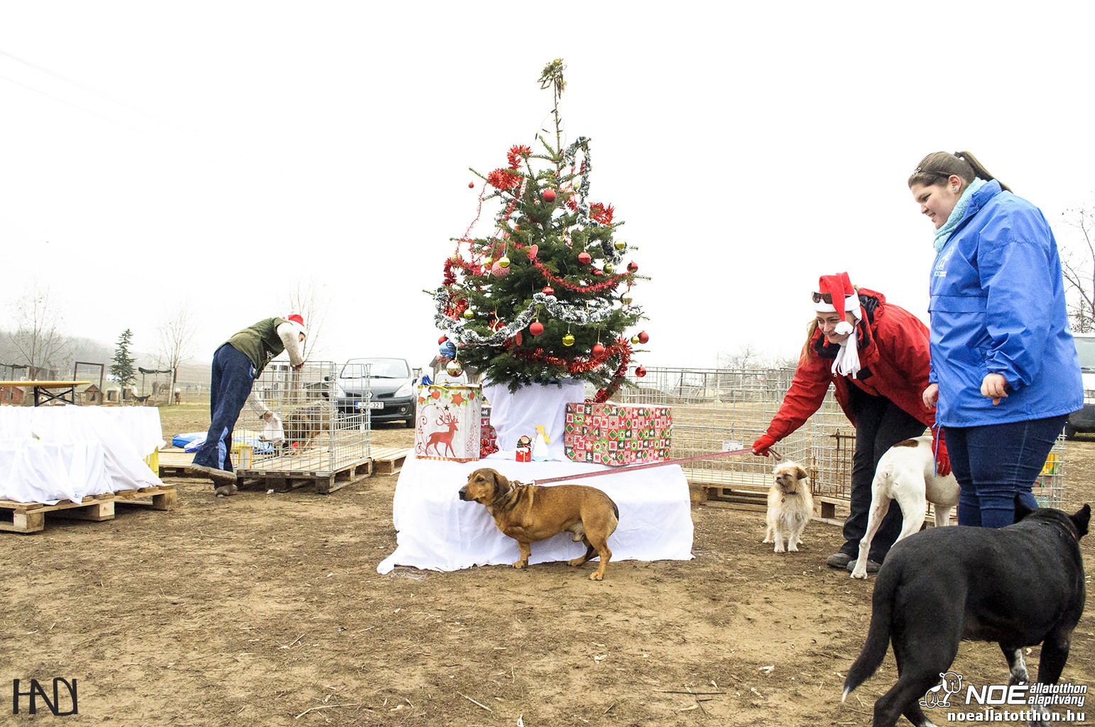 allatokkarija131214_22.jpg