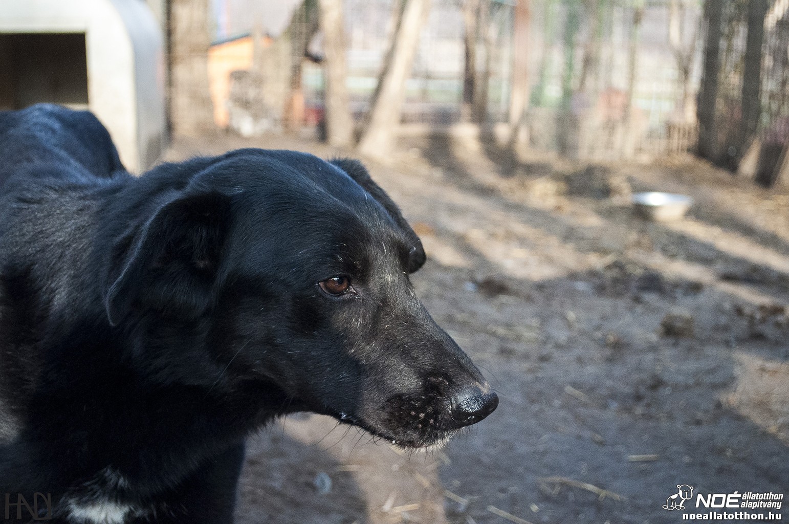allatokkarija131229_19.jpg
