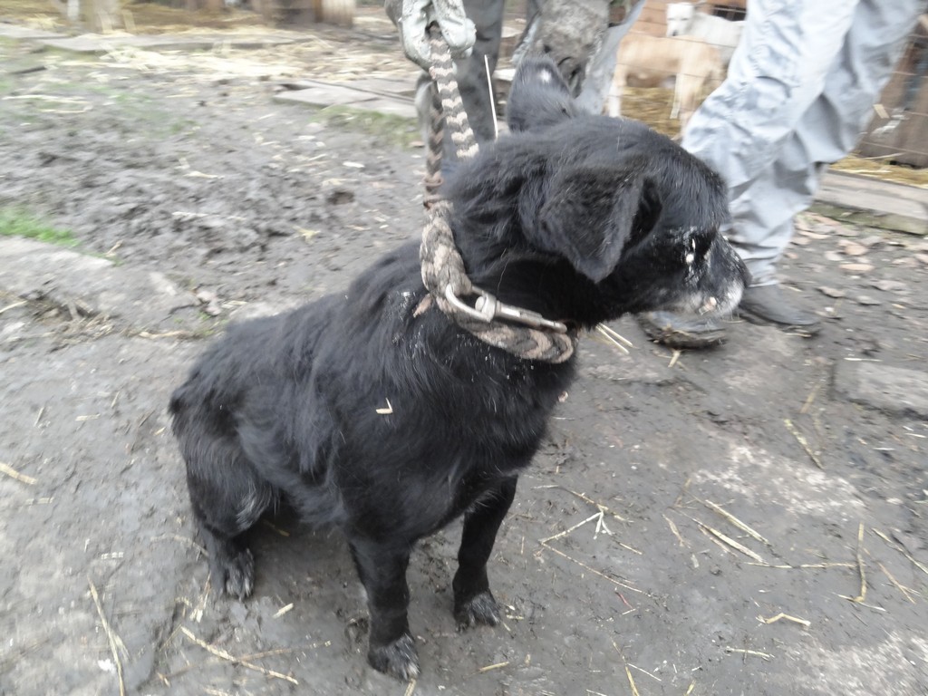 kutya19.3.jpg