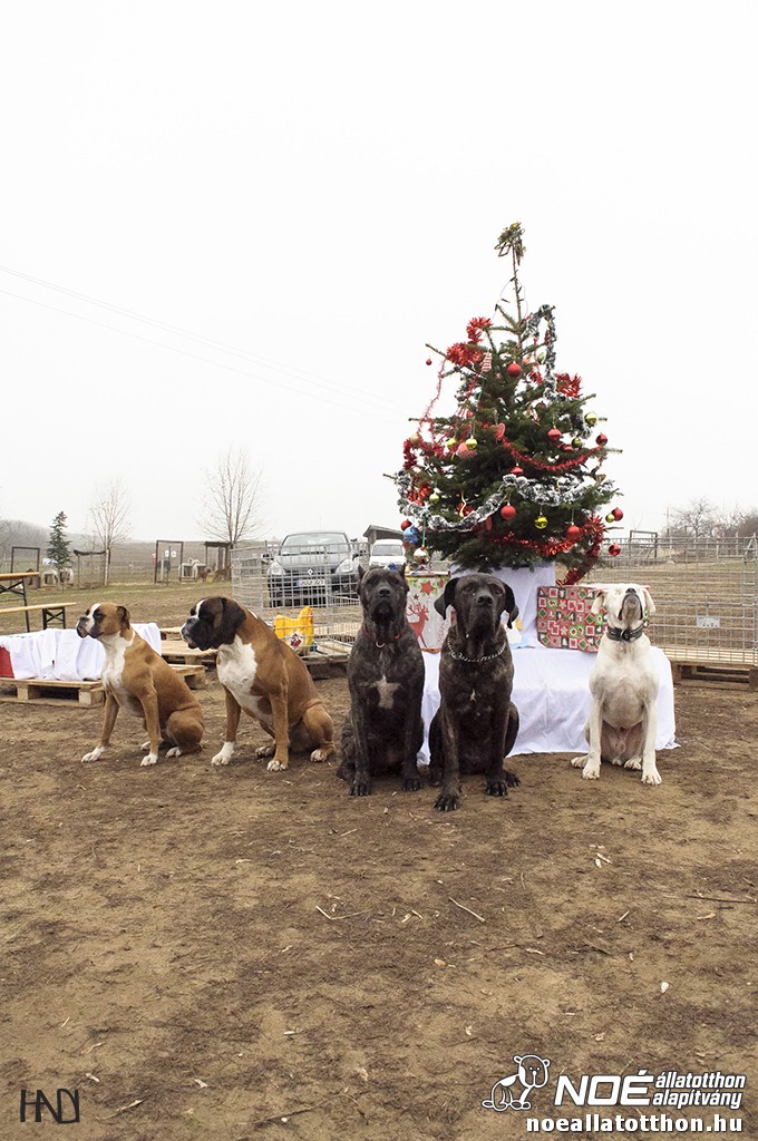 allatokkarija131214_10.jpg