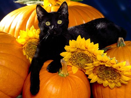 halloween_black_cats.jpg
