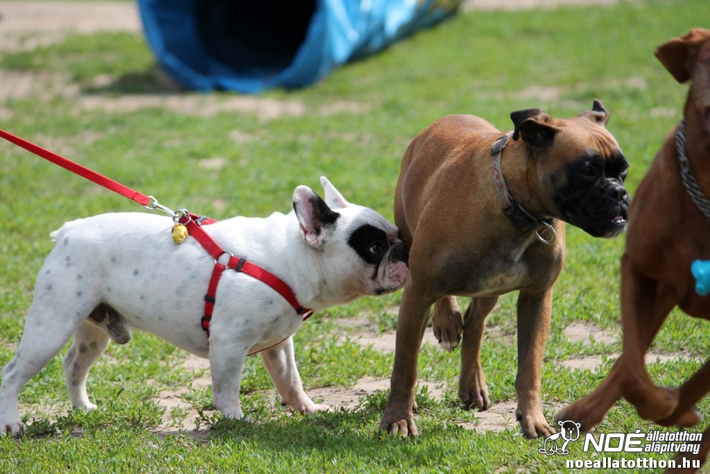 img_9136_medium.jpg