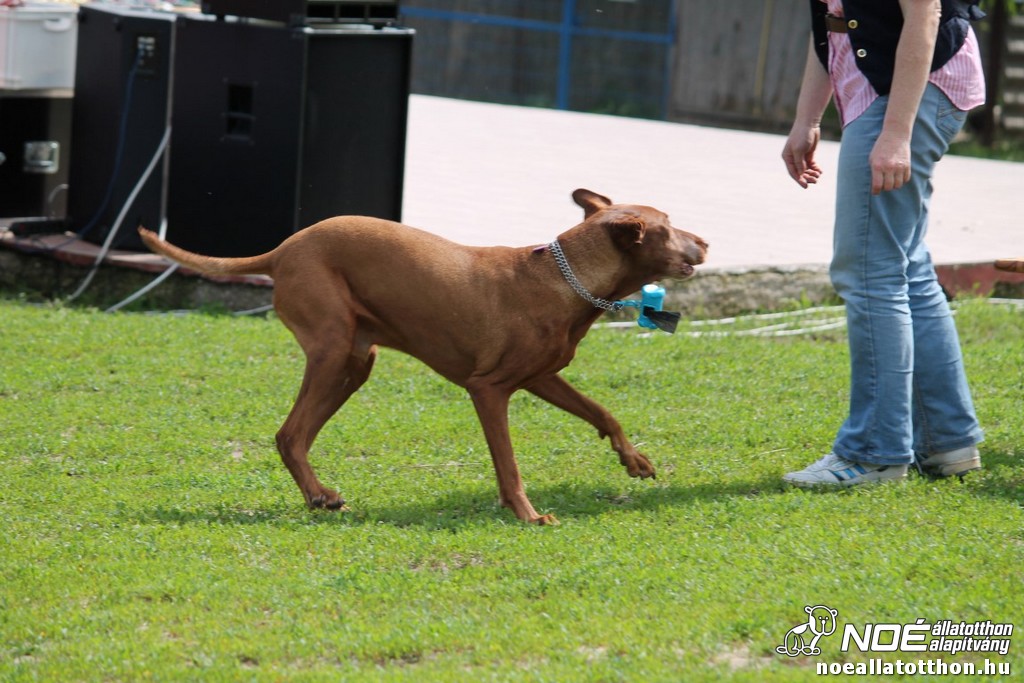 img_9139_medium.jpg