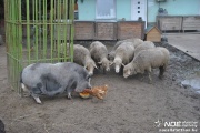 dsc_1088_3.jpg