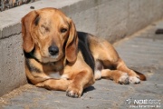 img_7718_medium.jpg
