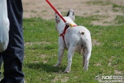 img_9133_medium.jpg