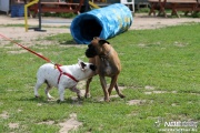 img_9134_medium.jpg