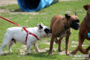 img_9136_medium.jpg