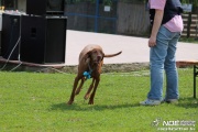 img_9138_medium.jpg