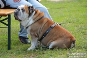 img_9160_medium.jpg