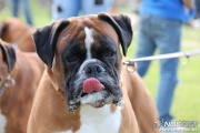 img_9161_medium.jpg