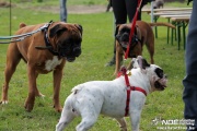 img_9174_medium.jpg
