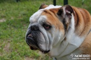 img_9184_medium.jpg