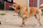 img_9208_medium.jpg