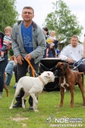 img_9211_medium.jpg