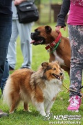 img_9216_medium.jpg