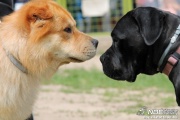 img_9235_medium.jpg
