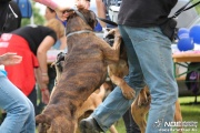img_9241_medium.jpg
