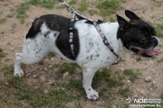 img_9264_medium.jpg