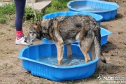 img_9310_medium.jpg
