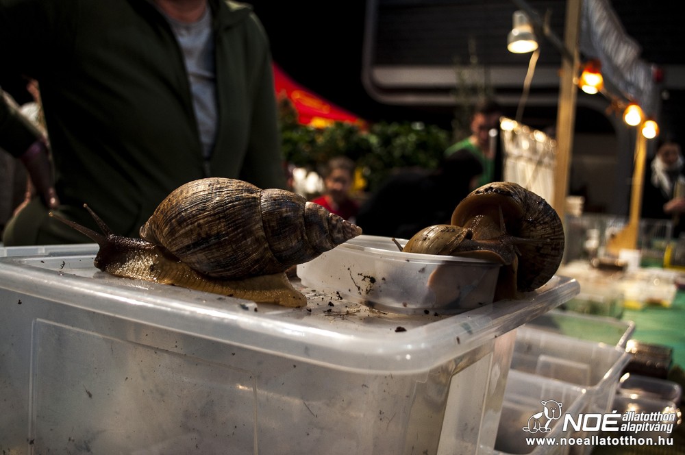 pecsa20140206_17.jpg