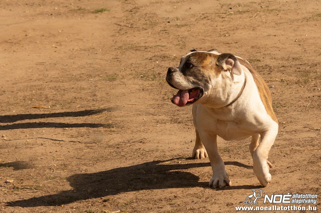 bulldog0326_28.jpg