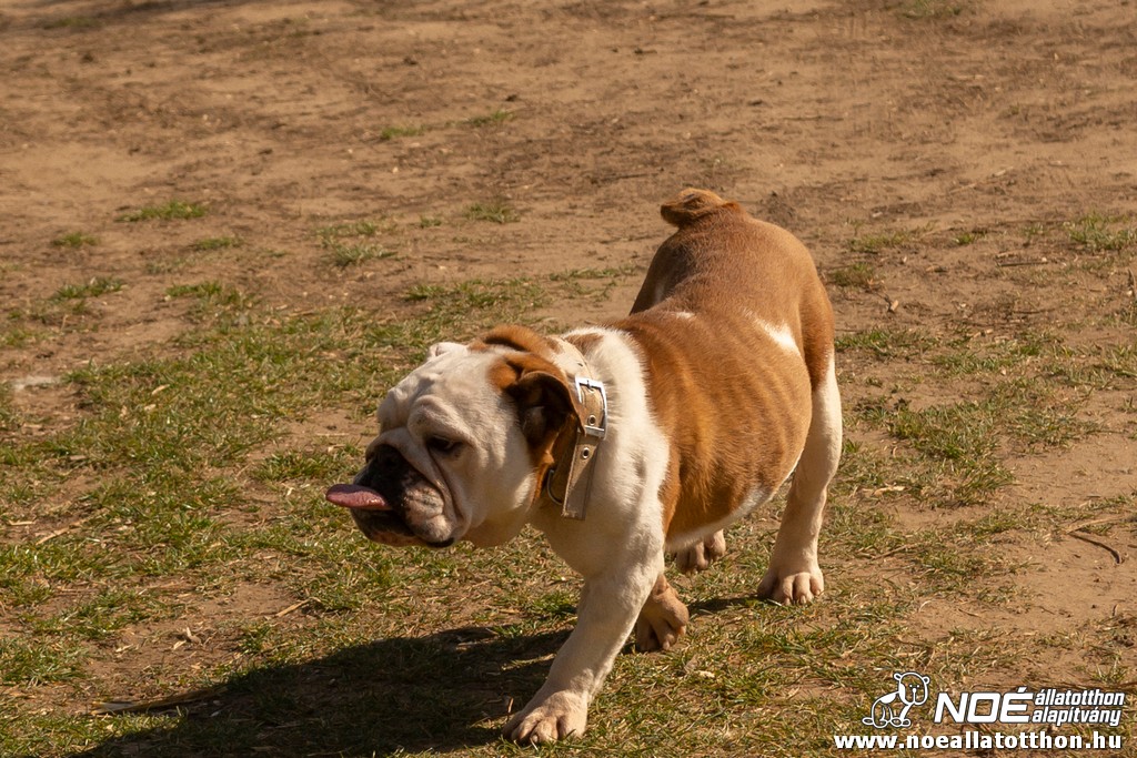 bulldog0326_18.jpg