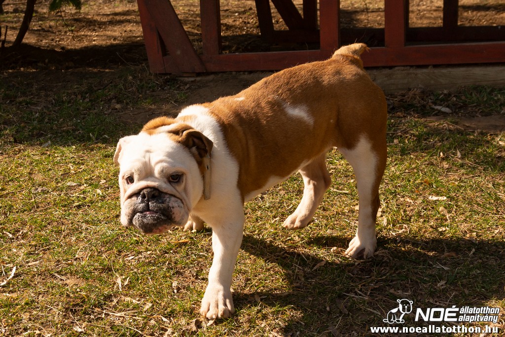 bulldog0326_25.jpg