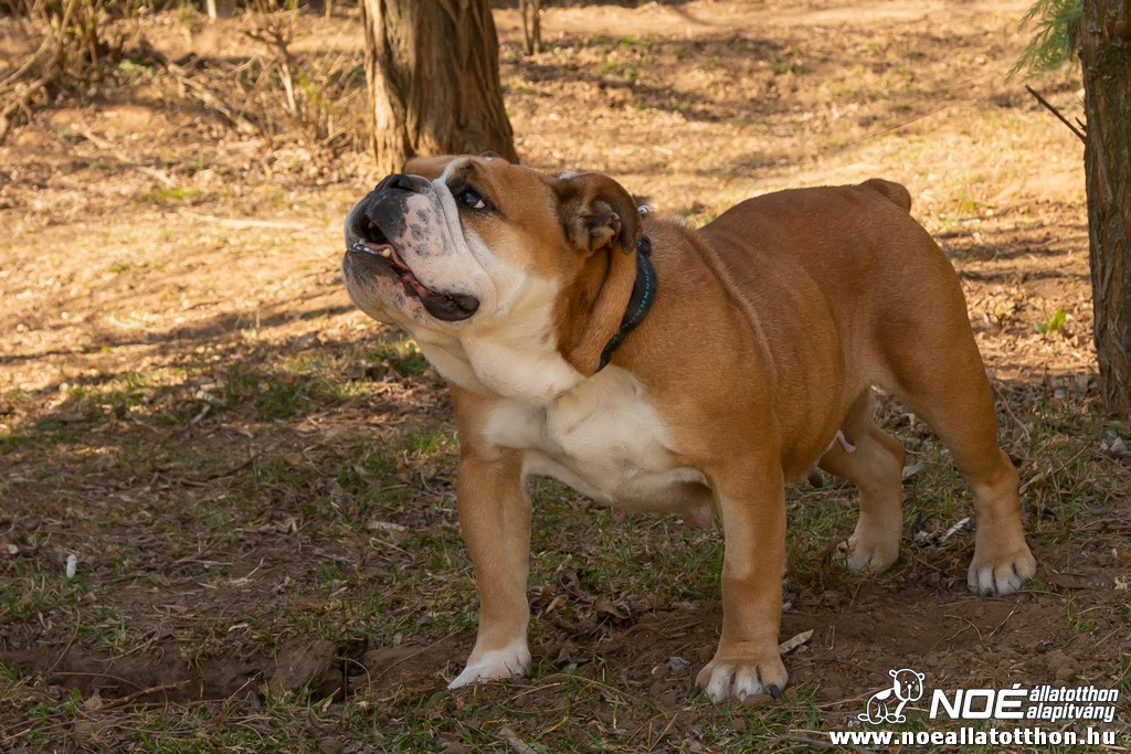 bulldog0326_41.jpg