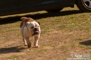 bulldog0326_15.jpg