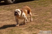 bulldog0326_16.jpg