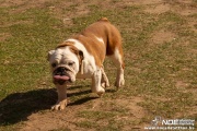 bulldog0326_20.jpg