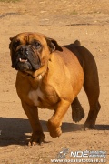 bulldog0326_33.jpg