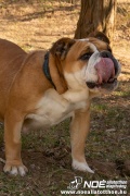 bulldog0326_42.jpg